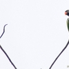 シンガポール　ライフルレンジの野鳥たち