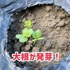 【実験】3年以上期限切れの「大根のタネ」を植えた結果！