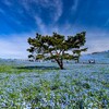 ひたち海浜公園に行ったけど・・・