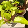 やっと植物を外に出せる季節がやってきた