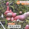 カエンタケ大爆発？死者も出ると大騒ぎで…