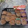 春の種まき記録2024
