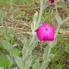 ビロード草