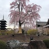 ちょこっと春の京都、東寺へ。