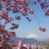 松田山の河津桜〜小田原城の梅