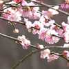 熊本市 梅の名所 谷尾崎梅林公園 ４割ほど開花１週間で見頃