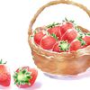 美味しいだけじゃない魅力的なイチゴの健康パワー