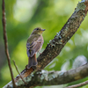 キビタキのメスと若鳥