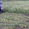 ひまわり畑を刈り取り、緑肥に