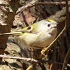 野鳥日記　2020年4月　室蘭・苫小牧