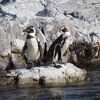 葛西臨海水族園に行ってきた