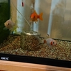 お仕置き部屋へ行く金魚