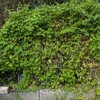 畑も模様替え