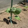 レイズドベッドで夏野菜を作る！