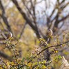 年末の鳥観散策