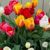 チューリップ