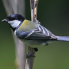 芋虫を食べる益鳥シジュウカラ