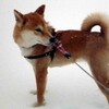  凍える飼い主、余裕の犬