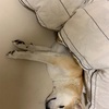 柴犬のホリホリ