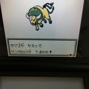 色違いポケモン紹介 Vc産ケンタロス 自由に生きてあそblog 色違いポケモン紹介 Vc産ケンタロス 自由に生きてあそblog