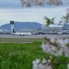 高松空港でさくらとスタアラ号でお花見といきませんか！