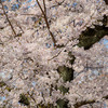 桜を撮った写真を、きれいに現像する方法