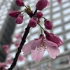 （紹介：植物）都庁通り沿いで見かけたサトザクラ（里桜）を紹介します