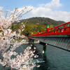 宇治川（宇治橋上流）　花見　2017