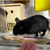 くろごまあん二世 242日目