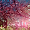 夜桜♪