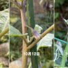 庭で秋野菜 20【秋ナス、秋キュウリ】