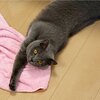 社長、島コテツ18(コテツ　猫　1歳)