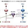 じじぃの「かゆみ・オピオイド・実は内臓疾患が原因だった？錯覚の雑学」