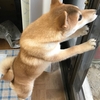 柴犬あきとの生活　139