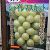 シャインマスカットの苗と、家庭菜園の植え付けが終わりブランデーで乾杯！