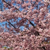 加西市でも桜が、、、。