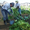 ＜農業講座日記＞初収穫は枝豆　カブの種まき、大根間引き（10月２日）