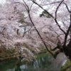 弘前公園・満開直前の桜　青森県弘前市下白銀町