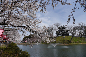 上越市の高田城址公園の桜が満開に　観桜会会場はポカポカ陽気で半袖の人も