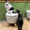 🐈‍⬛保護猫サロンからお知らせ🐈