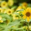 200mmで植物園 Ⅰ