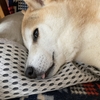 秋は眠い