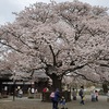 桜咲く水戸藩校弘道館　と　ネコネコ