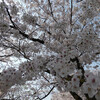 やまねき桜散歩