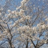ソメイヨシノの桜が咲いていた