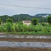 夏野菜成長の様子＆シート張り