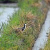 雨の田んぼのシロハラクイナ