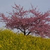 柿沢川の河津桜