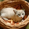 我が家に子猫がやってきた。生後3か月の男の子。