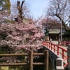 桜満開-松戸神社